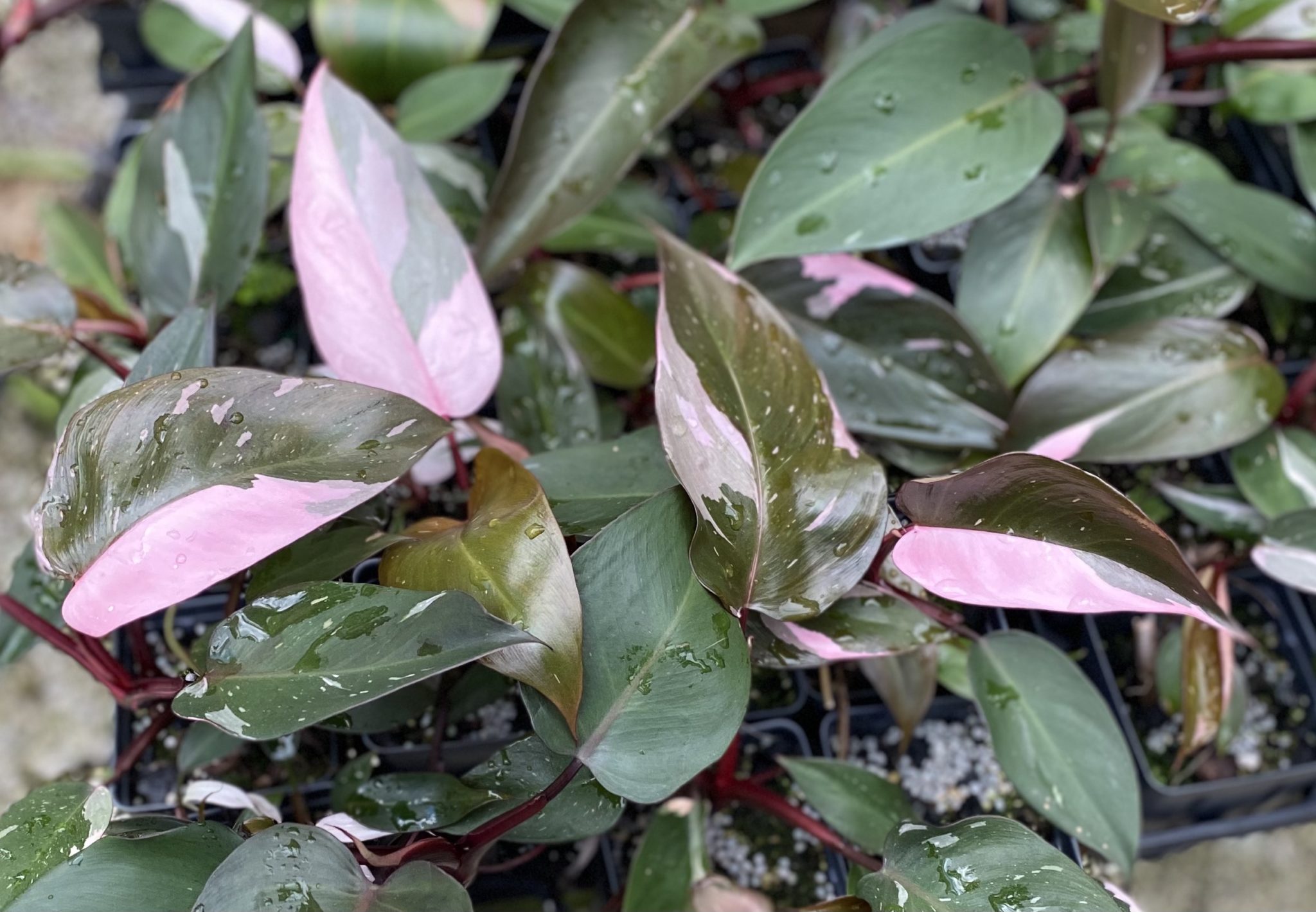 Philodendron 'Pink Princess' NSE Tropicals
