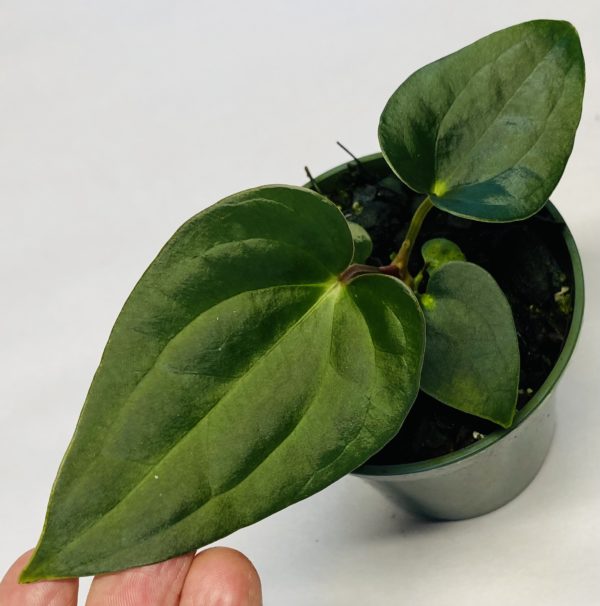 Anthurium carlablackiae x luxurians NSE Tropicals