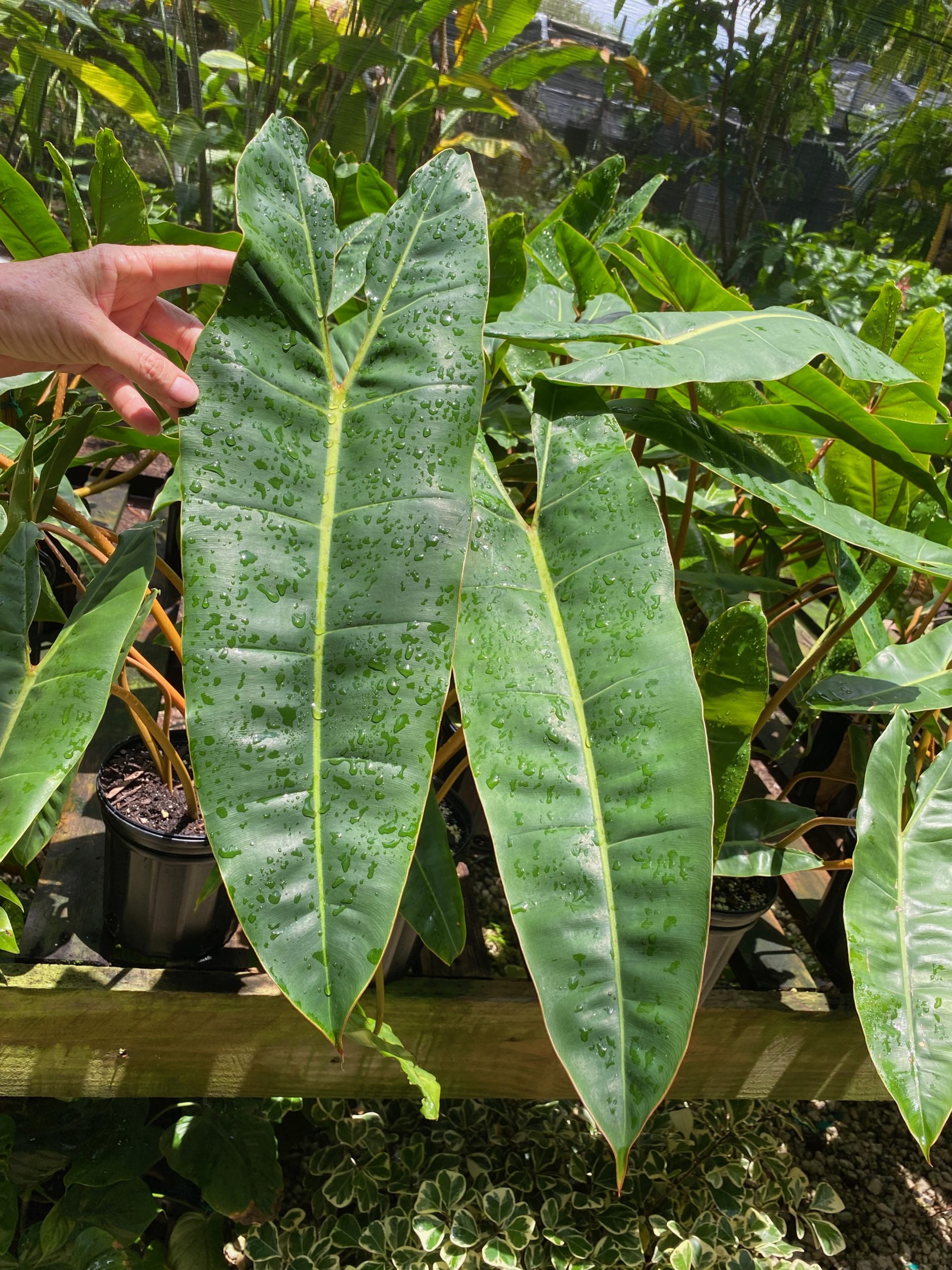 Philodendron billietiae NSE Tropicals