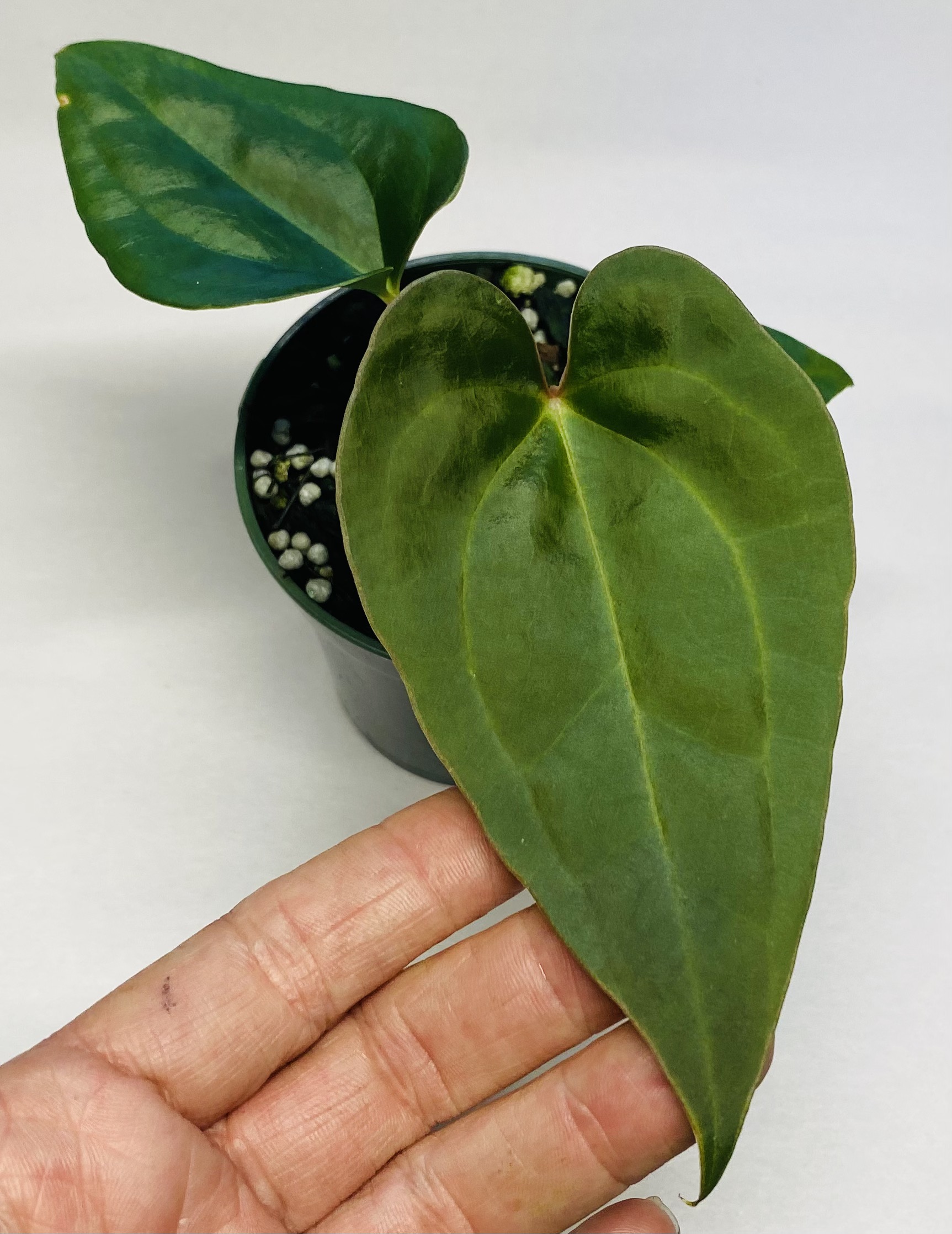 Anthurium carlablackiae x luxurians NSE Tropicals