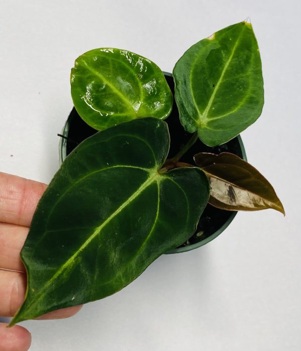 Anthurium carlablackiae NSE Tropicals