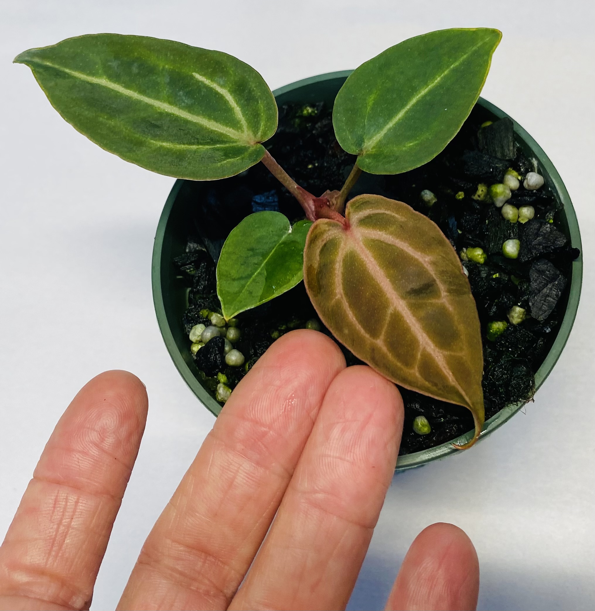 small size Anthurium NSE red crystallinum seedling NSE Tropicals
