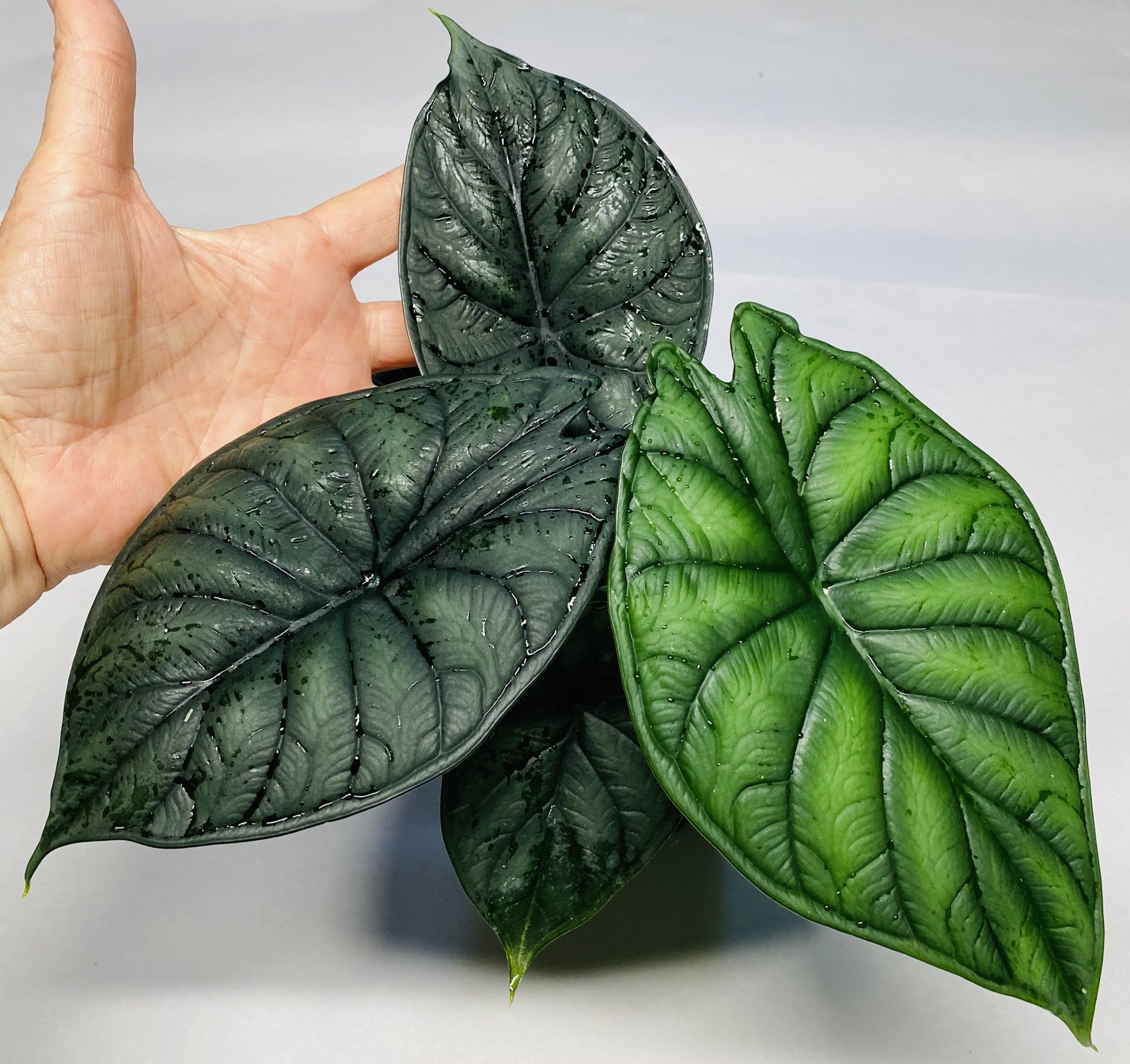 Alocasia baginda 'Dragon Scale' NSE Tropicals