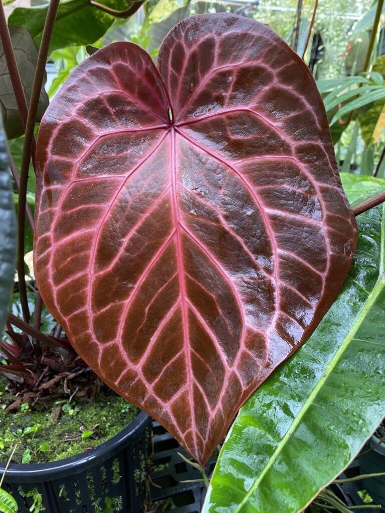 Anthurium NSE red crystallinum seedling NSE Tropicals