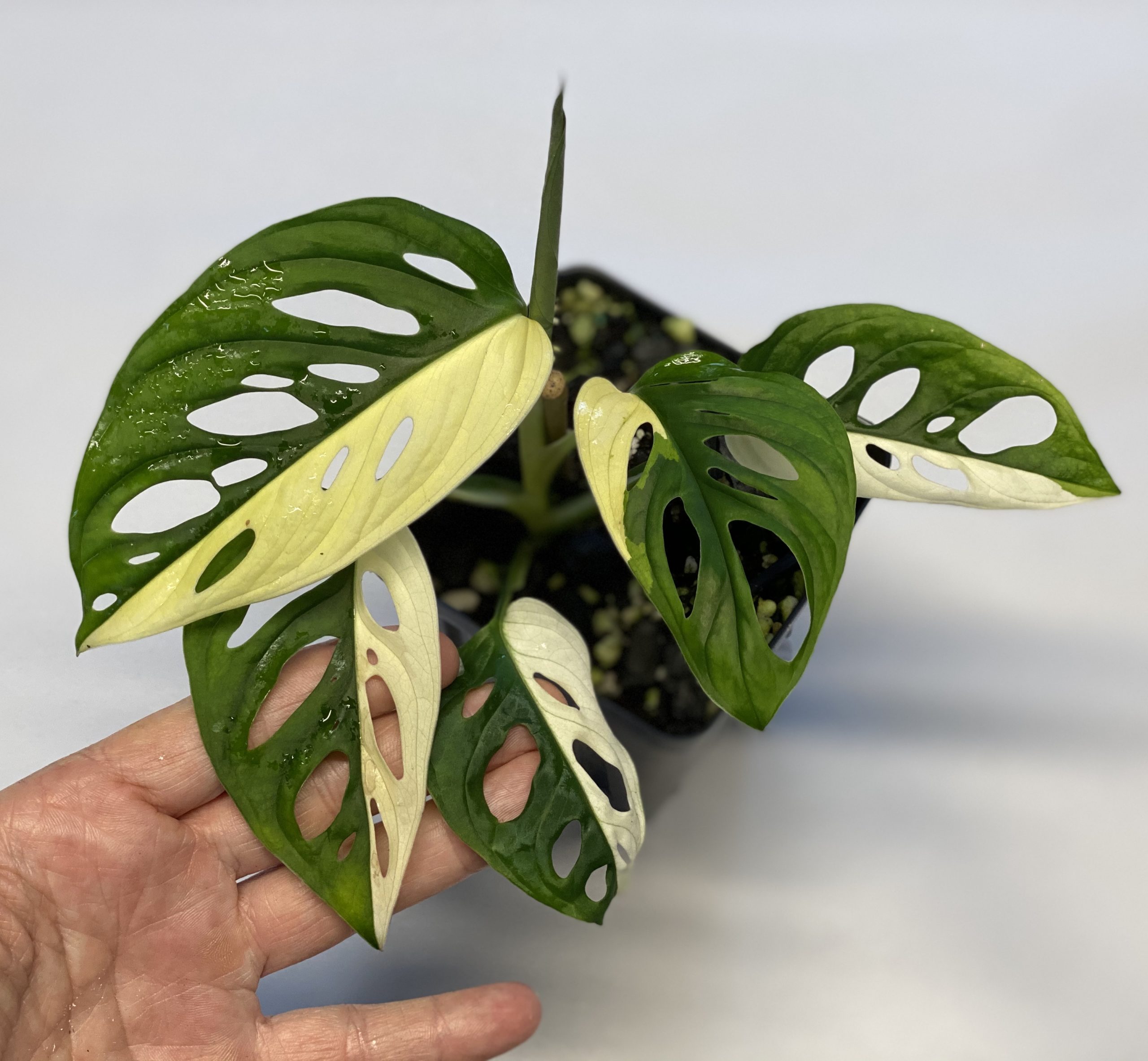 Variegated Monstera adansonii NSE Tropicals