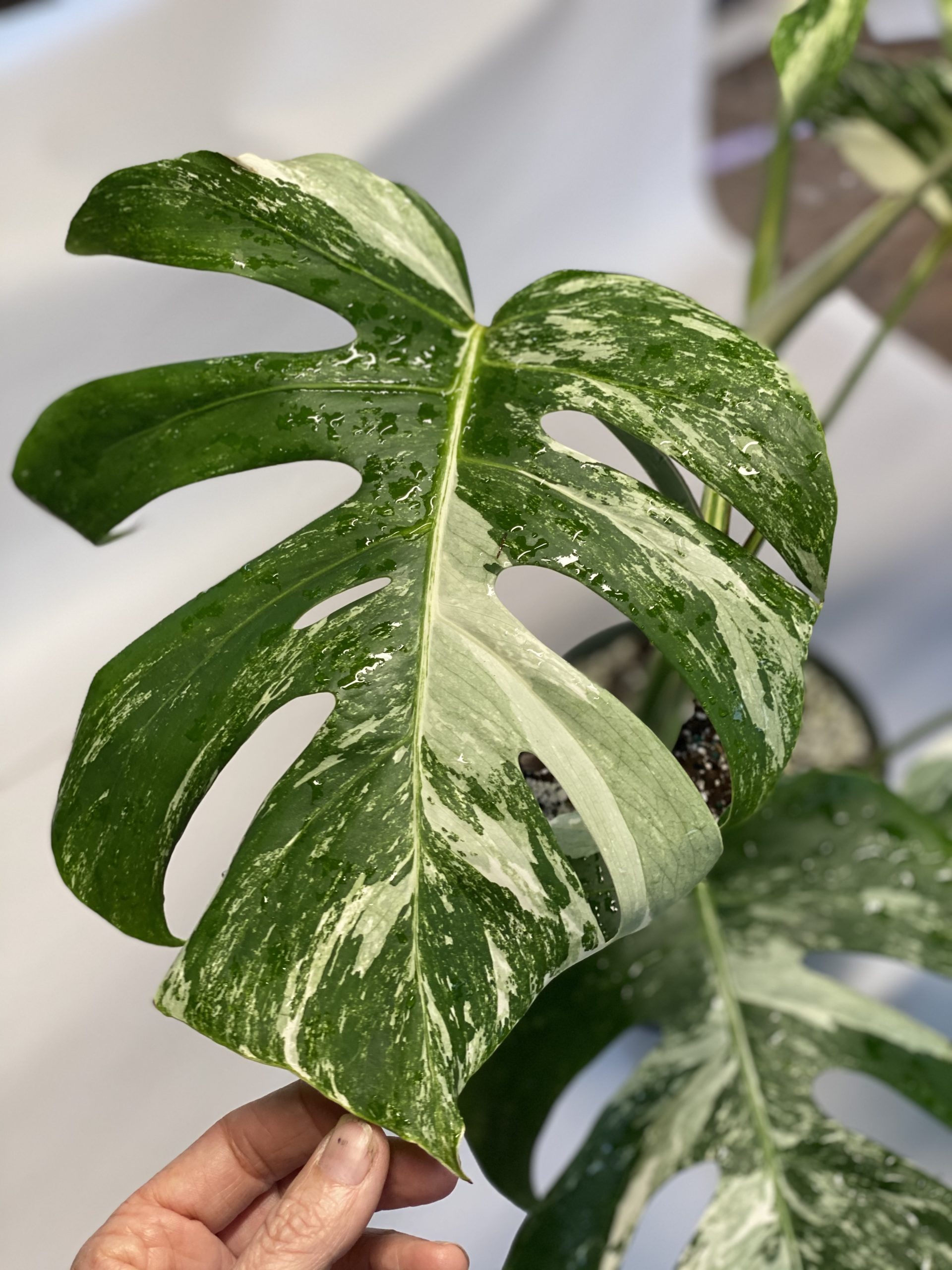 Monstera albo variegata NSE Tropicals