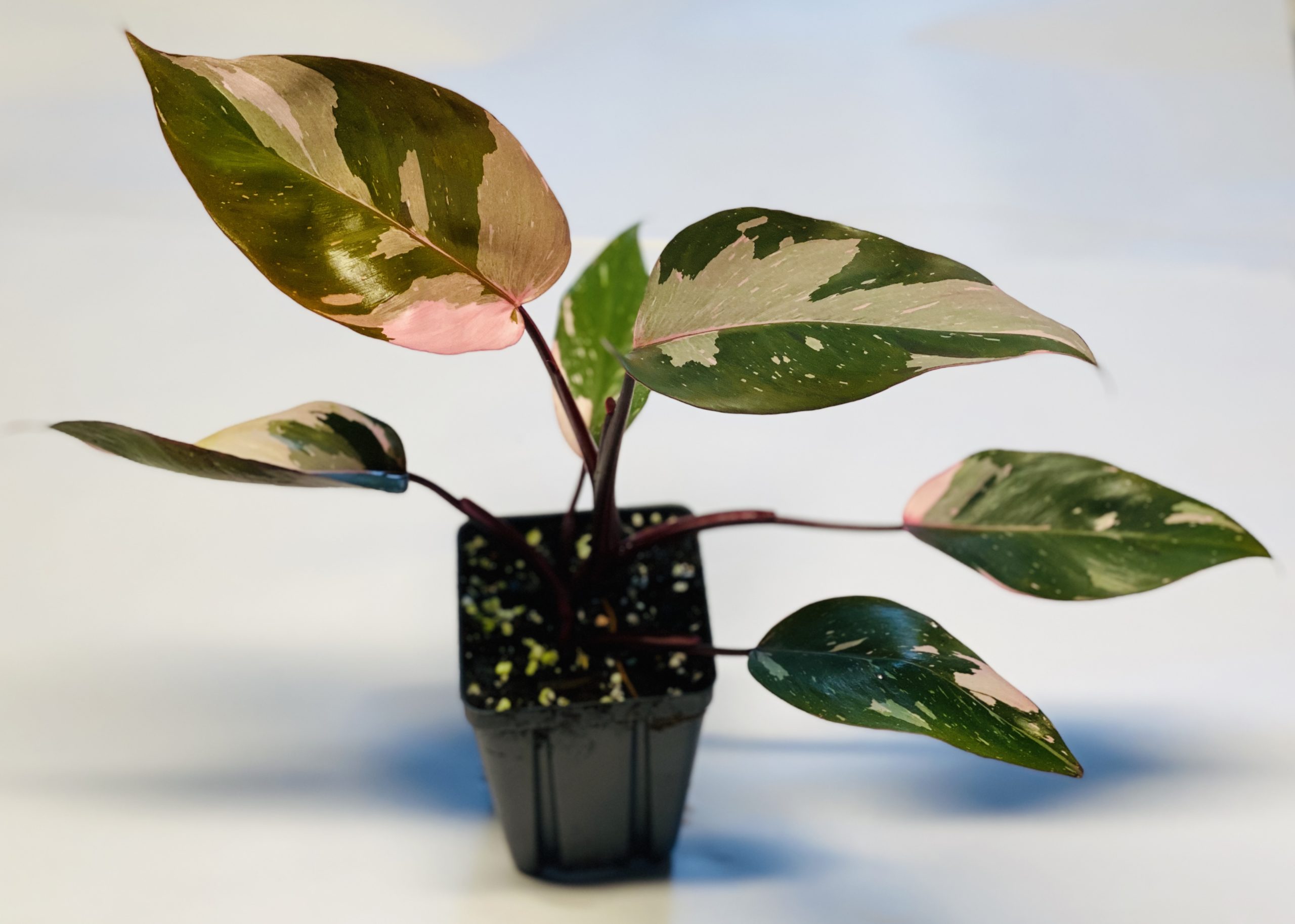 Philodendron 'pink princess' NSE Tropicals
