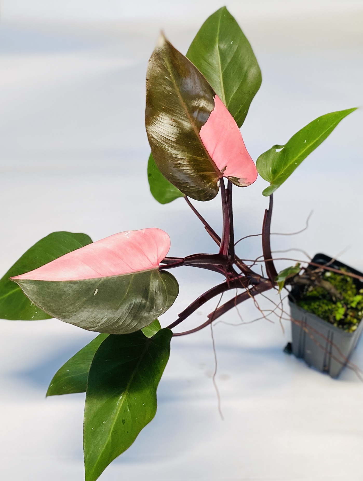 Philodendron 'pink princess' NSE Tropicals