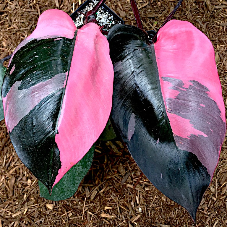 Philodendron 'pink princess' NSE Tropicals