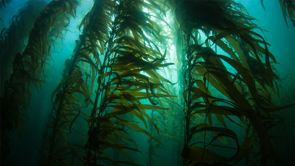 How can growing seaweed help mussels? NSTA