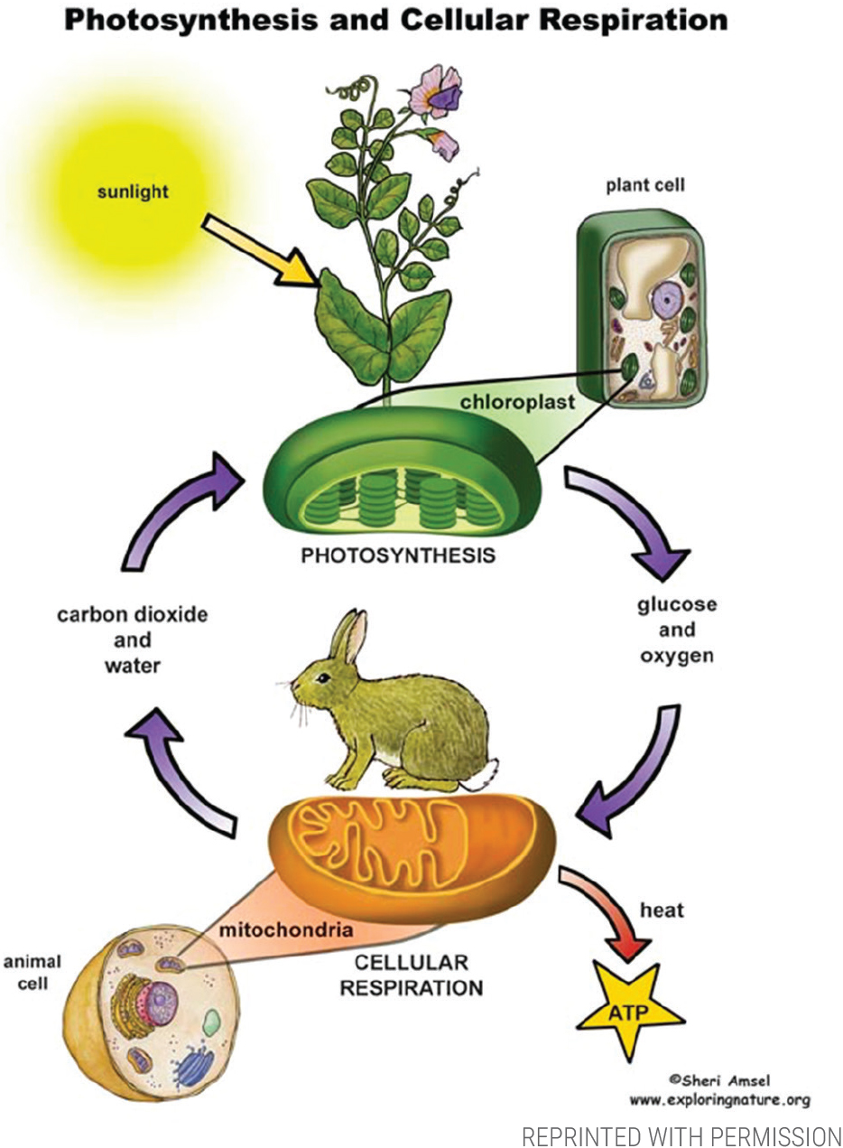 Do Plants Breathe? NSTA