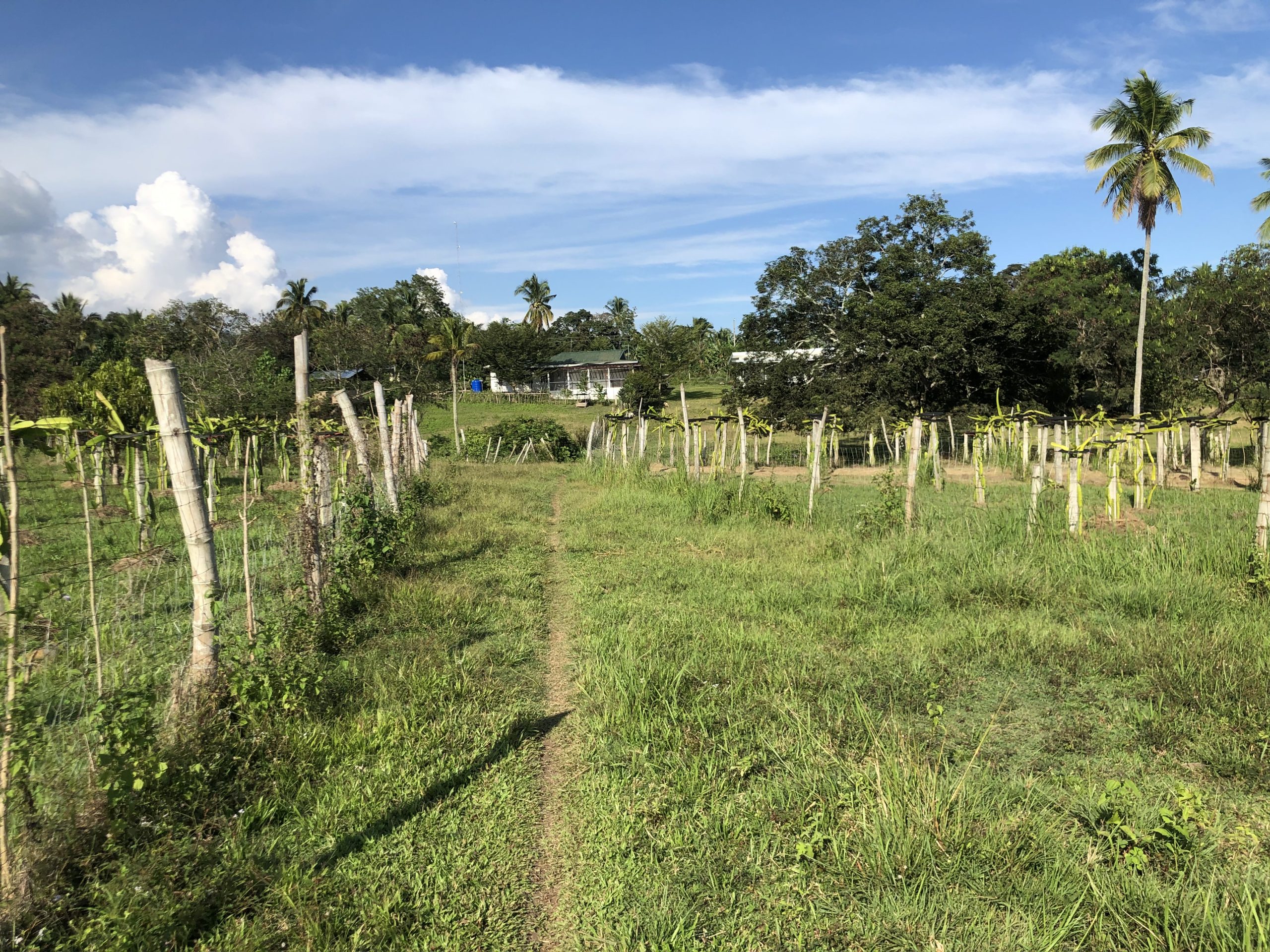 For Sale » Dragon Fruit Farm in Digos » NTC Properties Houses For