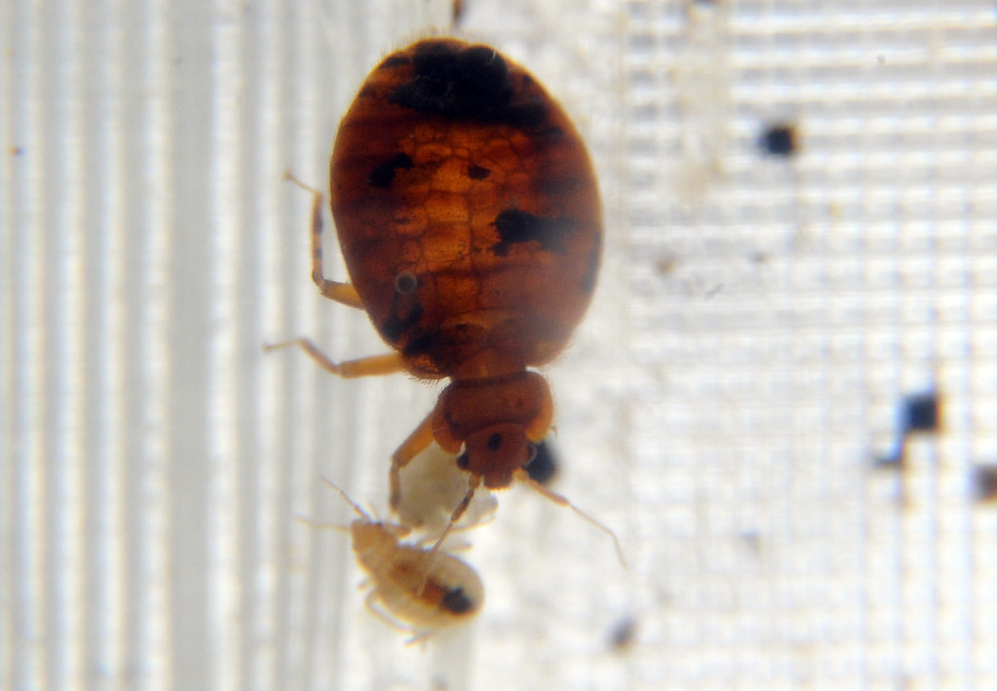 Police Seek Suspects After Bed Bugs Released in Pennsylvania Walmart Store