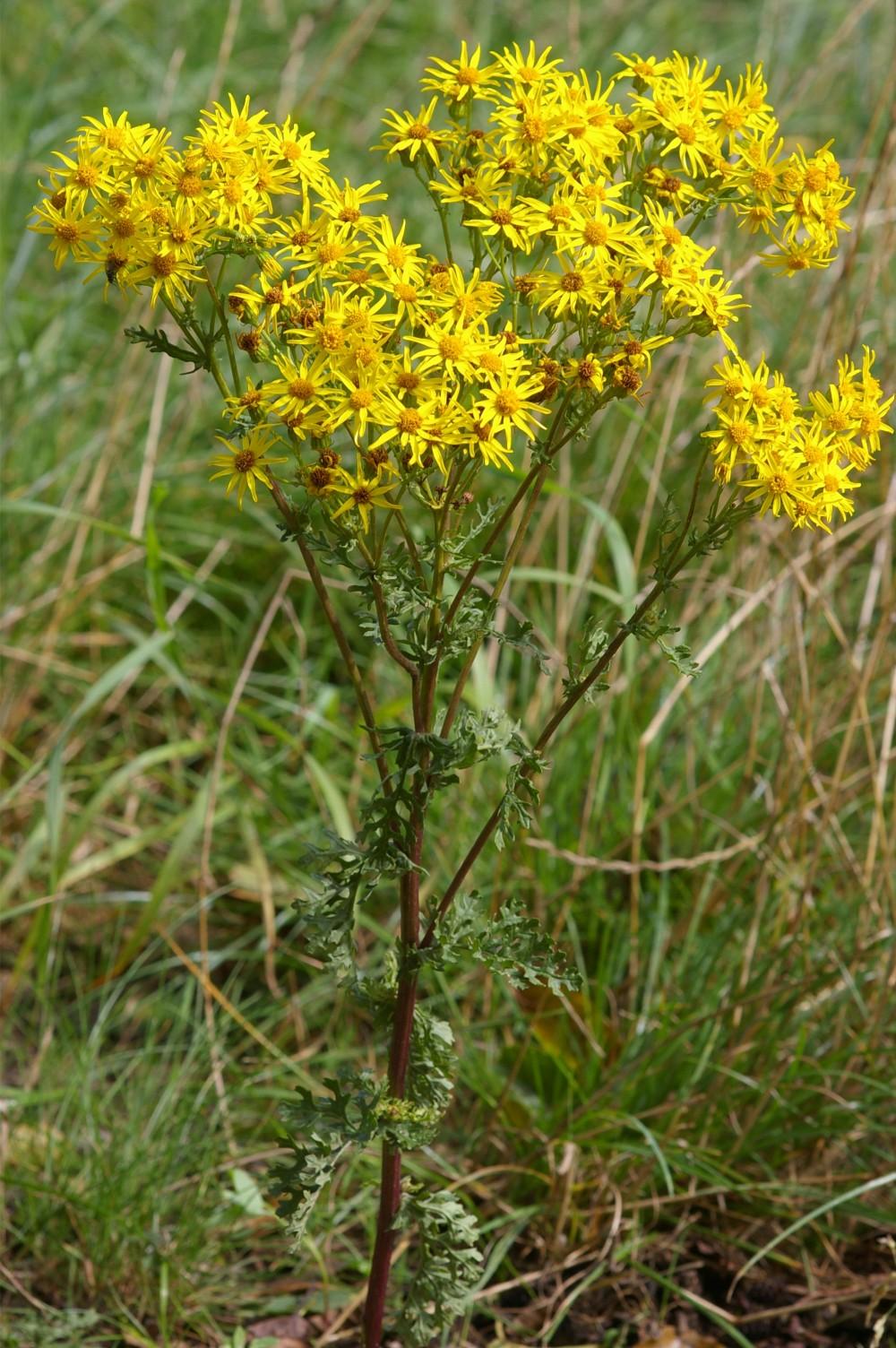 The Dangers of Ragwort—Claregalway.info