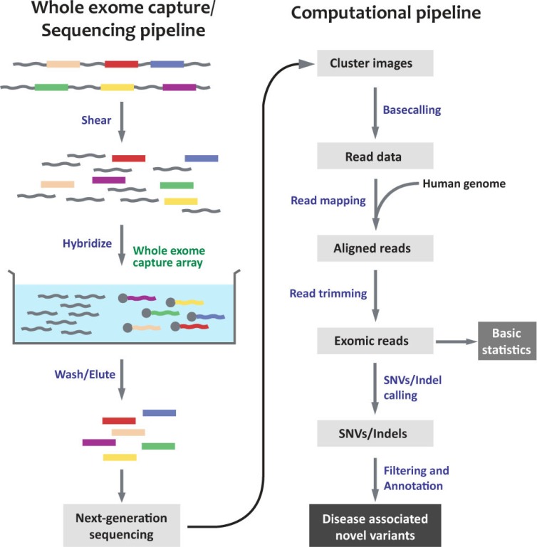 Nucleome Informatics de novo genome sequencing, Genome sequencing, de