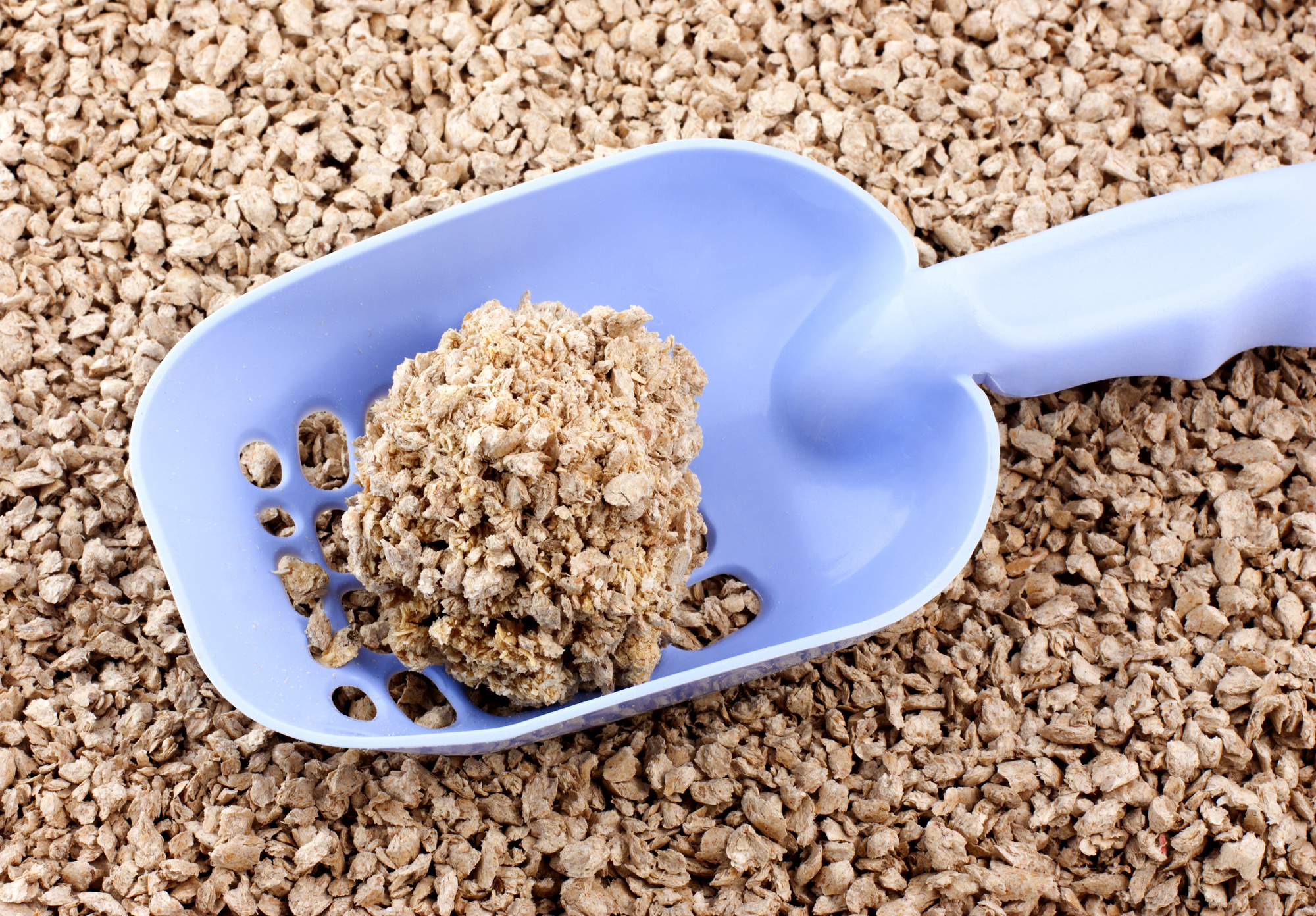 4 Green Cat Litter Tips For EcoFriendly Pet Owners NuEnergy