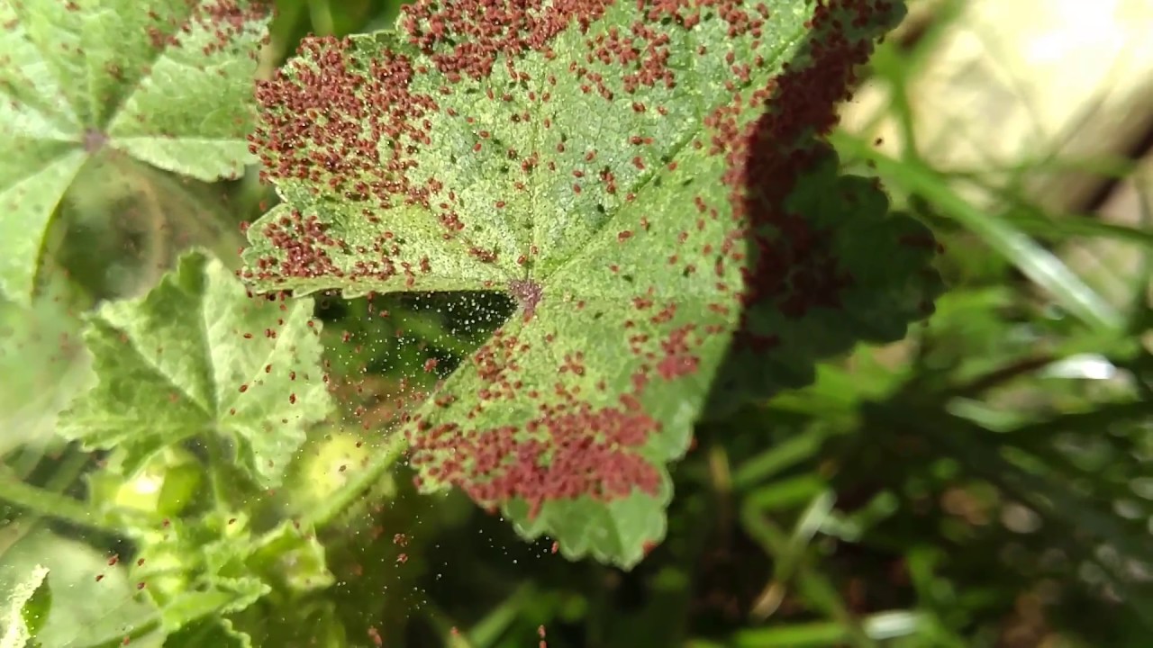 Plaga de la Araña Roja Nuevos Jardines Jardinería