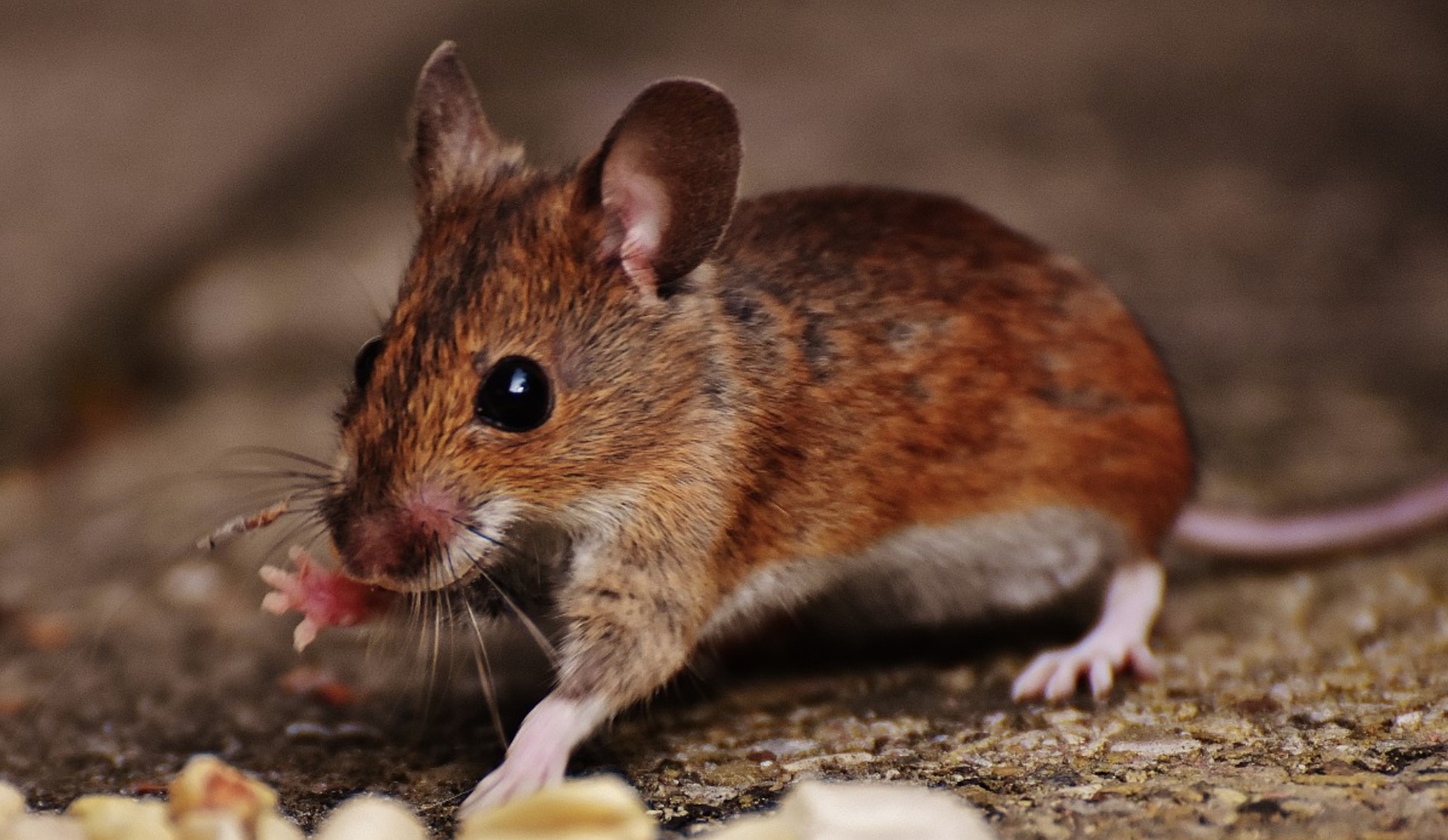 « Les cigarettes électroniques sont cancérogènes chez les souris