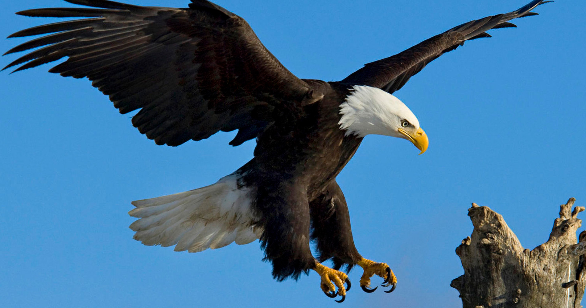 Des aigles dressés pour capturer des drones aux Pays - Roberto Carmina Ti