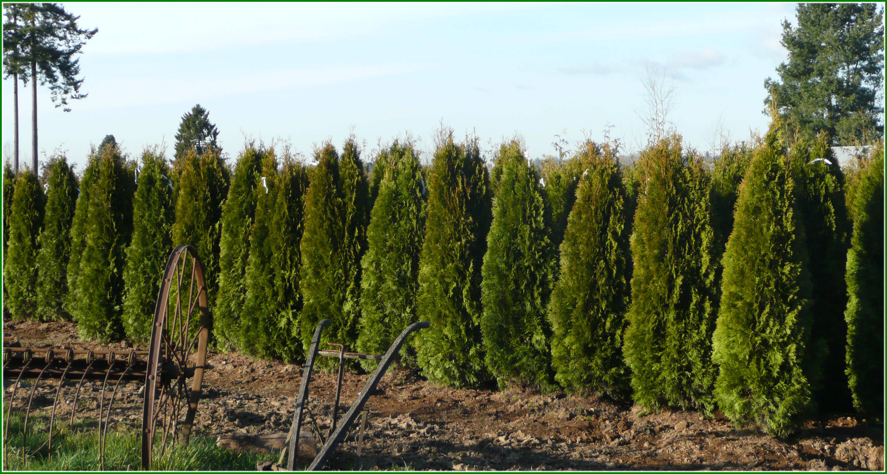 Emerald Green Arborvitae