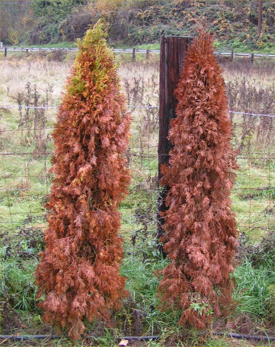 Watering Green Giant Arborvitae