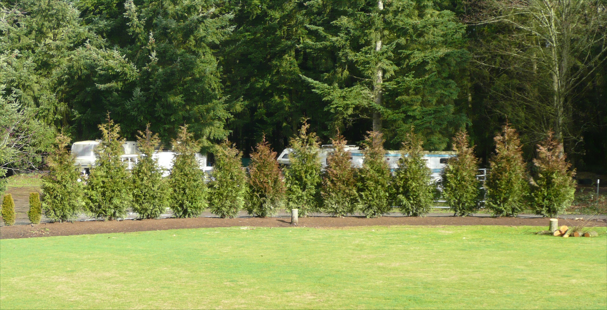 Excelsa Cedar Trees available in Washington State