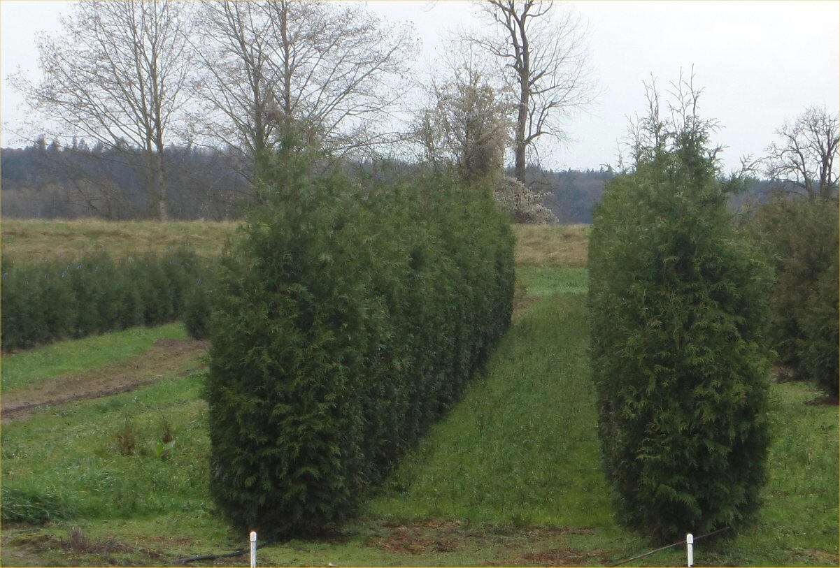 Excelsa Cedar Trees available in Washington State