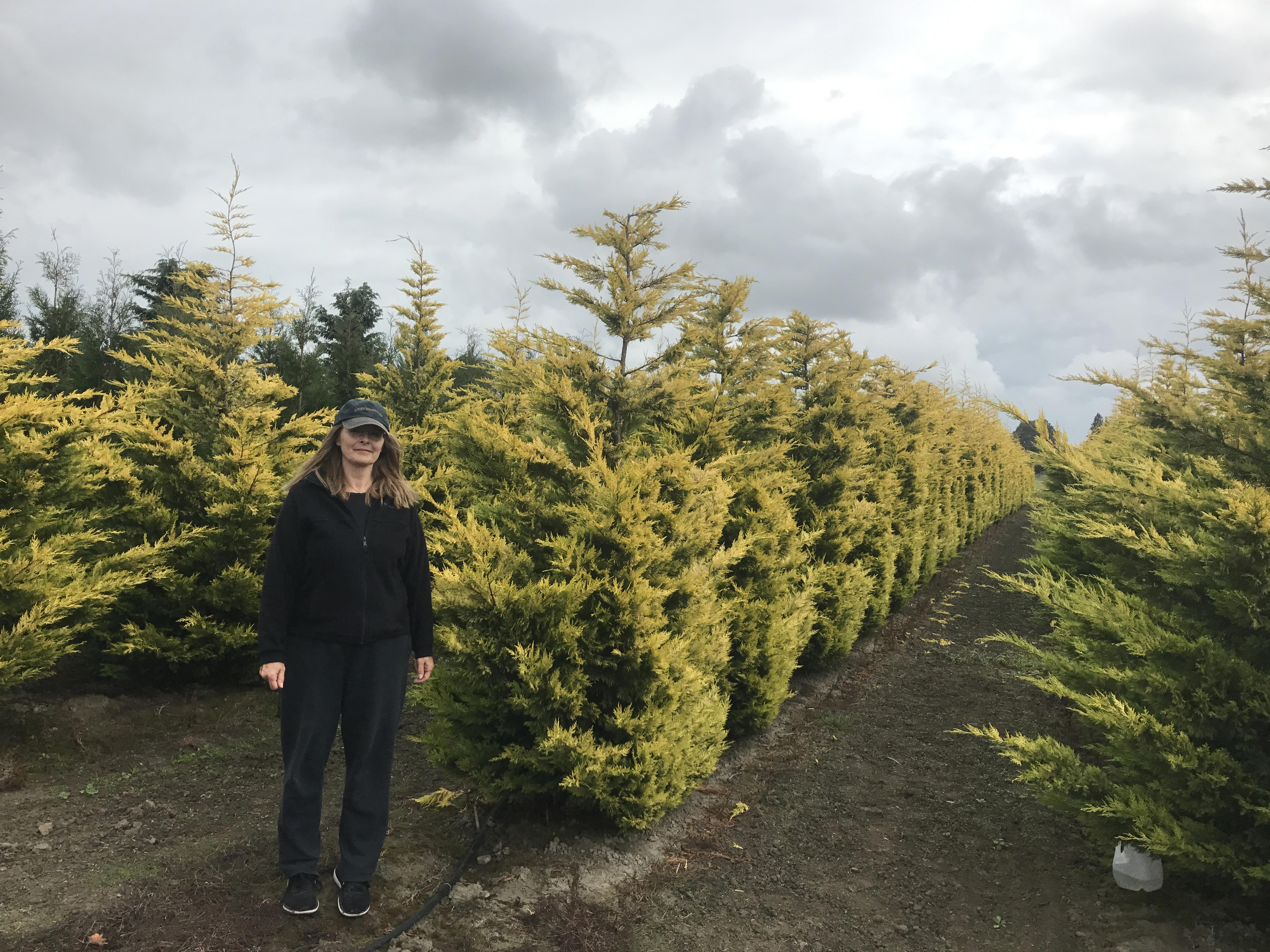 Hedged Privacy Trees