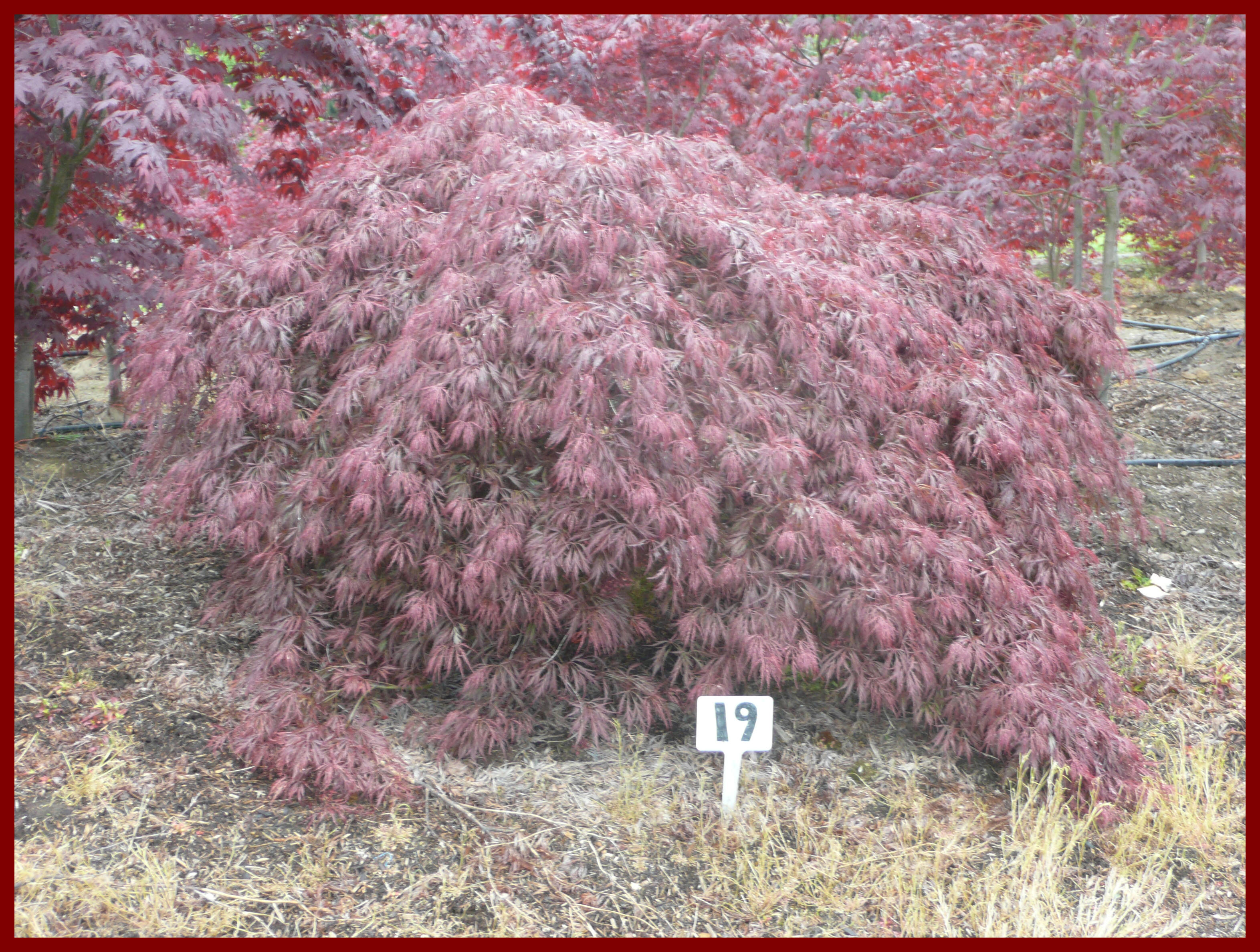 Laceleaf Japanese Maple Trees available in Washington State