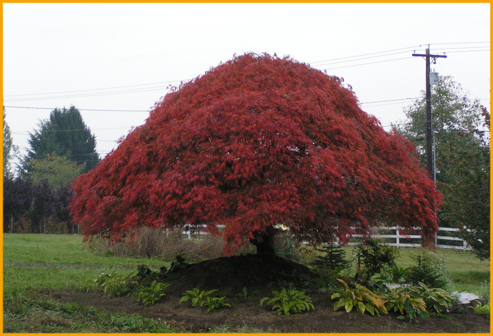 Large Ornamental trees