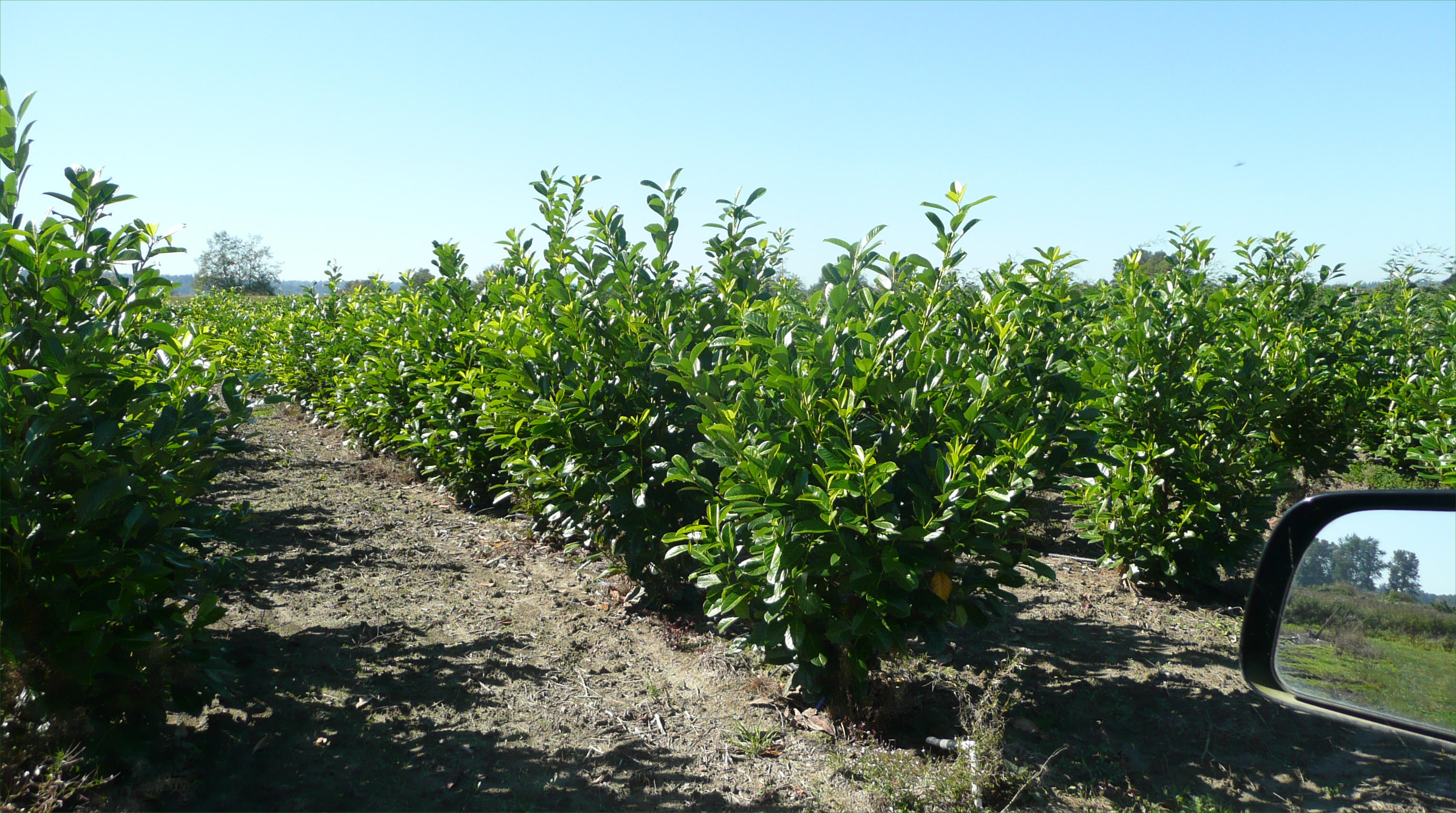 Laurel available in Washington State