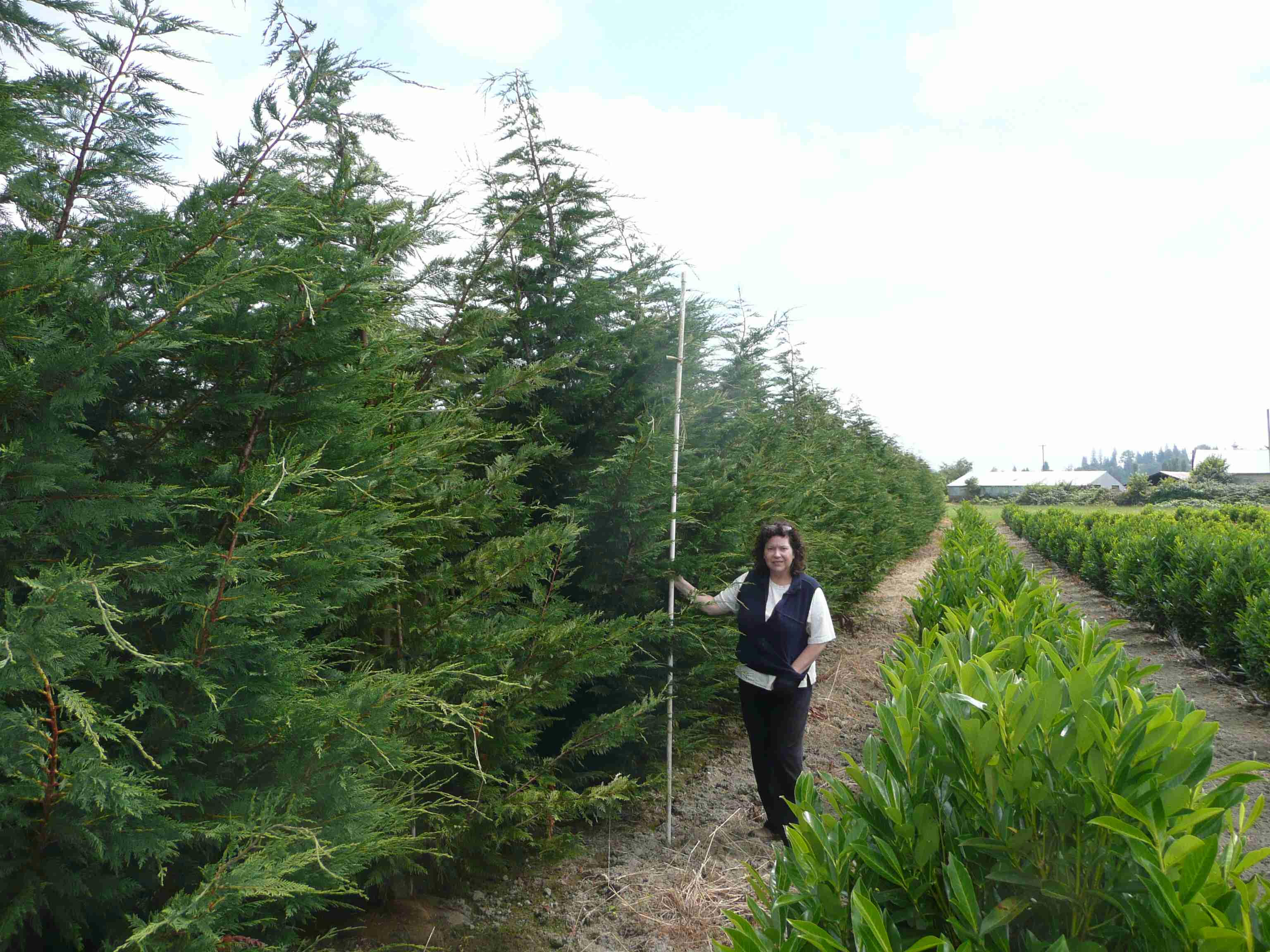 Leyland Cypress trees available in Washington State_We Deliver and Plant