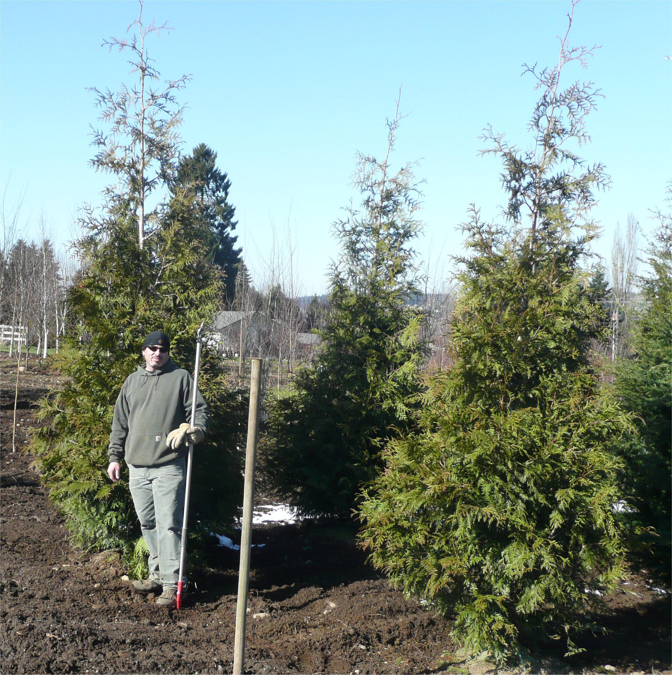 Western Red Cedar available in Washington State