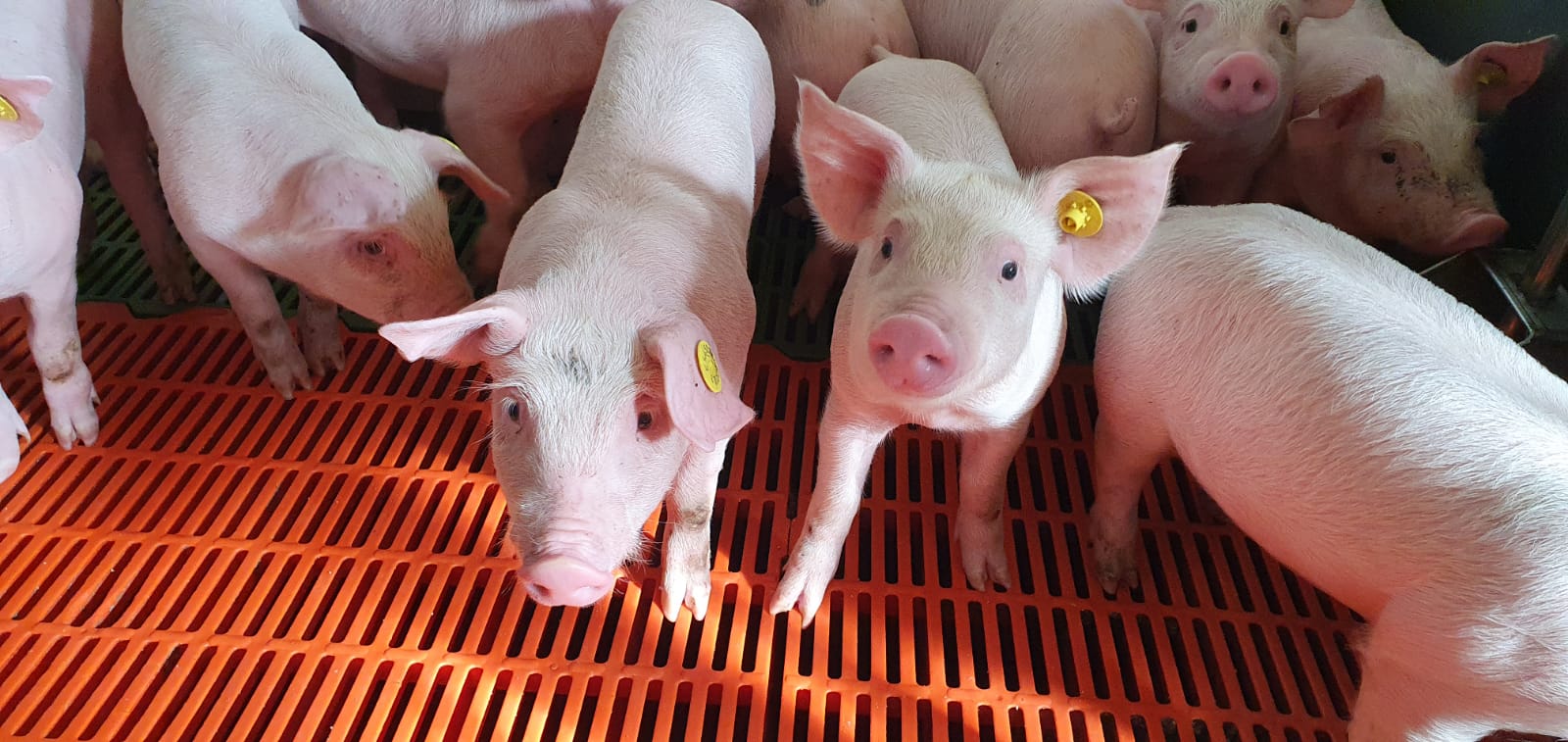 Managing protein digestion in weaned piglets