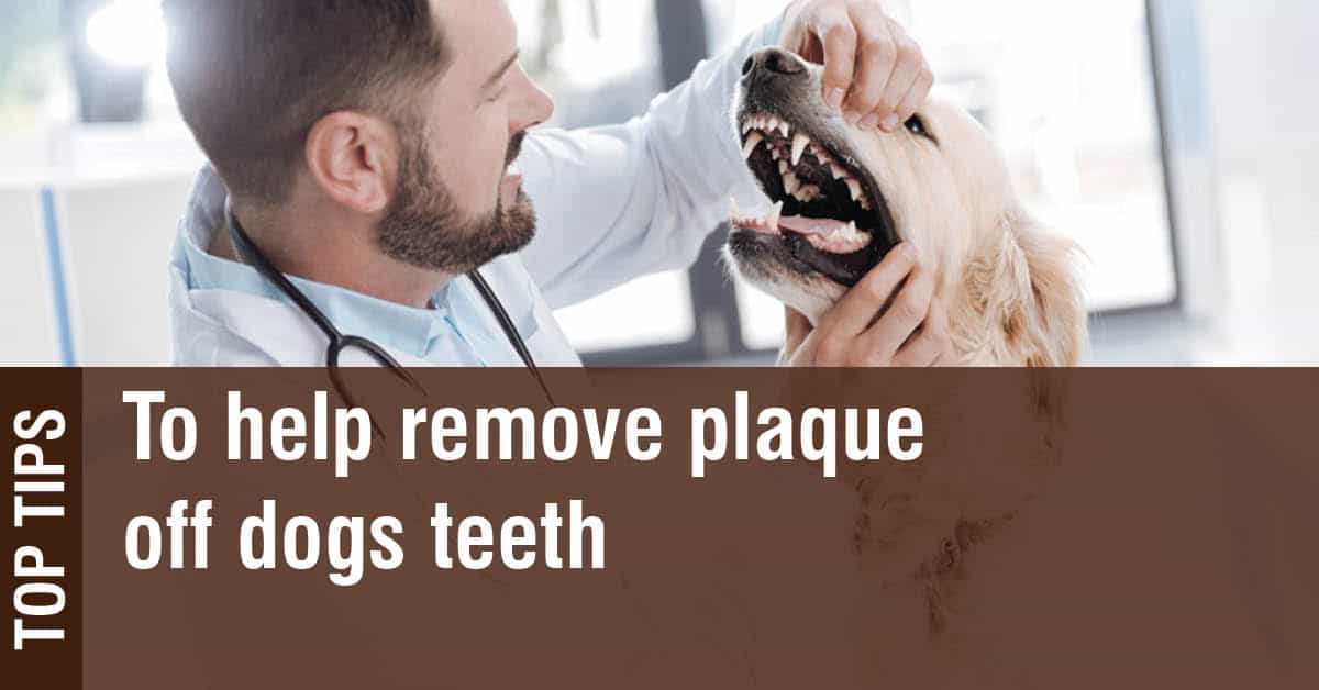 How to get plaque off dogs teeth