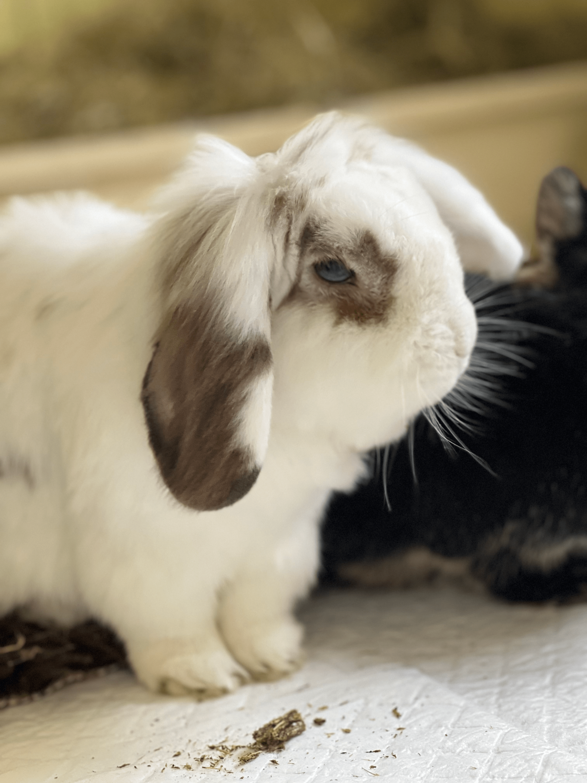 Caring for senior rabbits