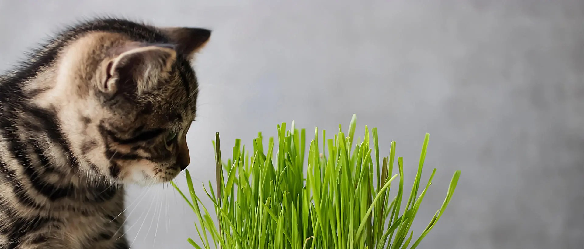 What is Cat Grass? Nutrish