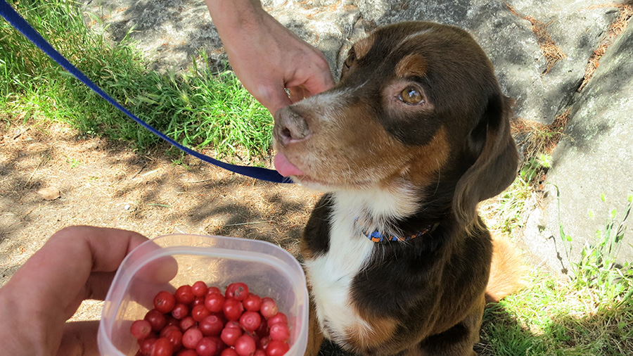 Cranberry for Dogs Why Your Pet Needs It Nutrition Strength