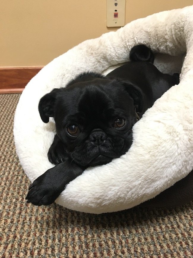 Meet the Team Knoxville, TN Dentist