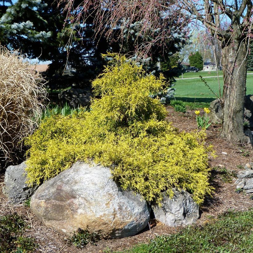 Chamaecyparis pisifera 'Golden Mops' from NVK Nurseries