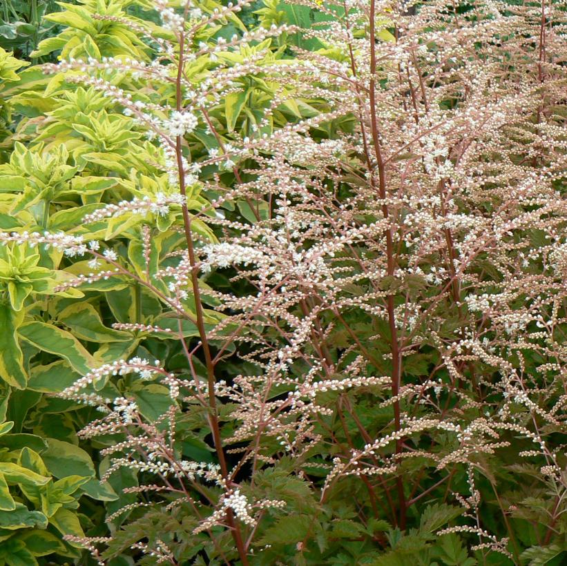 Aruncus x 'Misty Lace' (PP15798) from NVK Nurseries