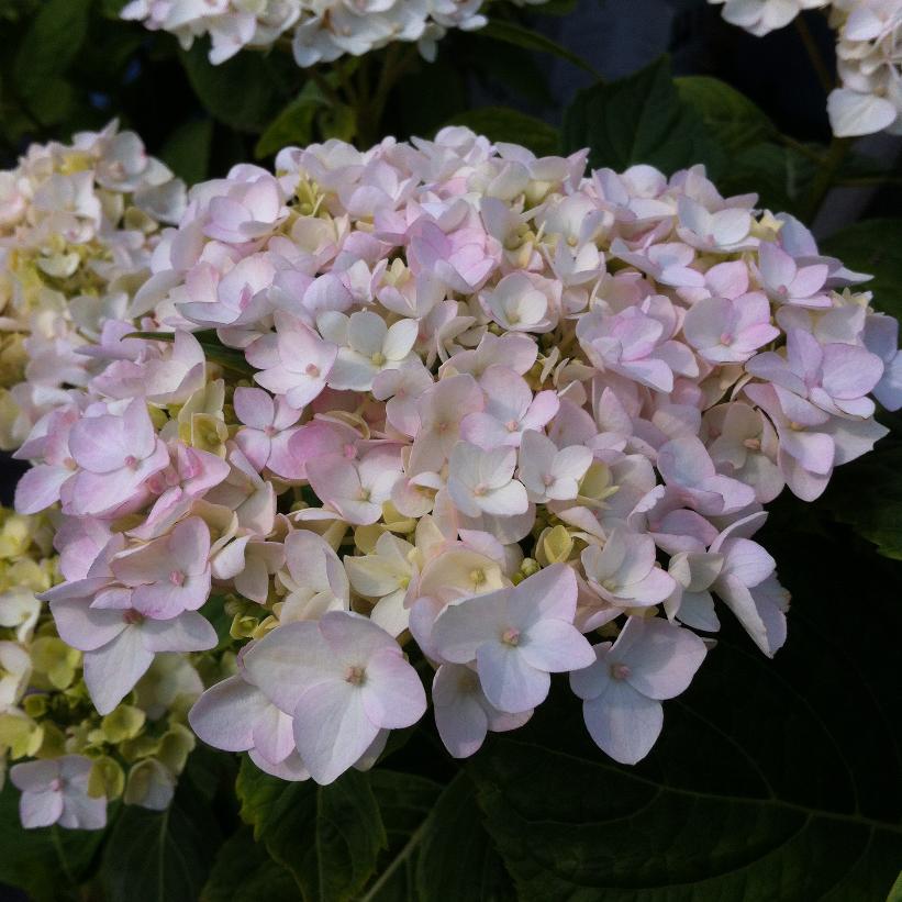 Hydrangea macrophylla 'Blushing Bride' (PP17169, CPBR3404) from NVK