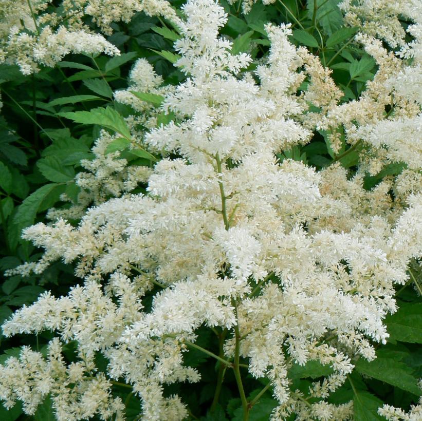 Astilbe arendsii Bridal Veil ('Brautschleier') from NVK Nurseries