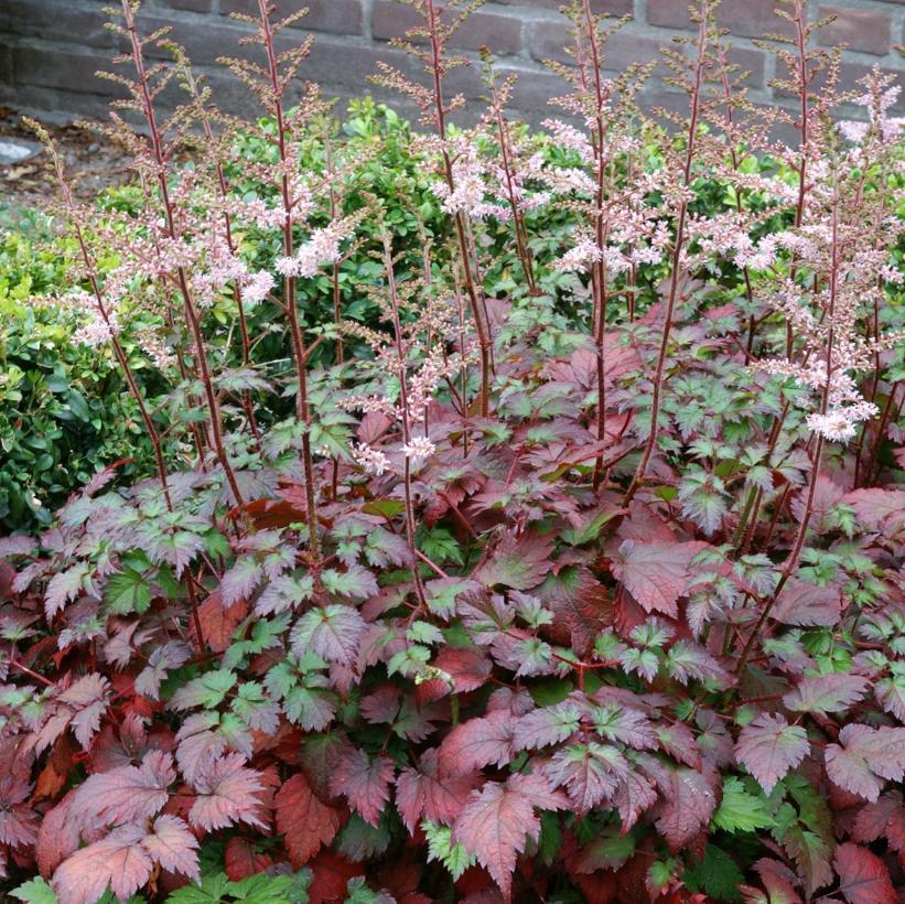 Astilbe arendsii Colour Flash® ('Beauty of Ernst') (PP17343) from NVK Nurseries