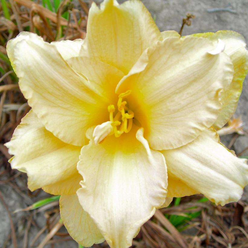 'Land of Cotton' from NVK Nurseries