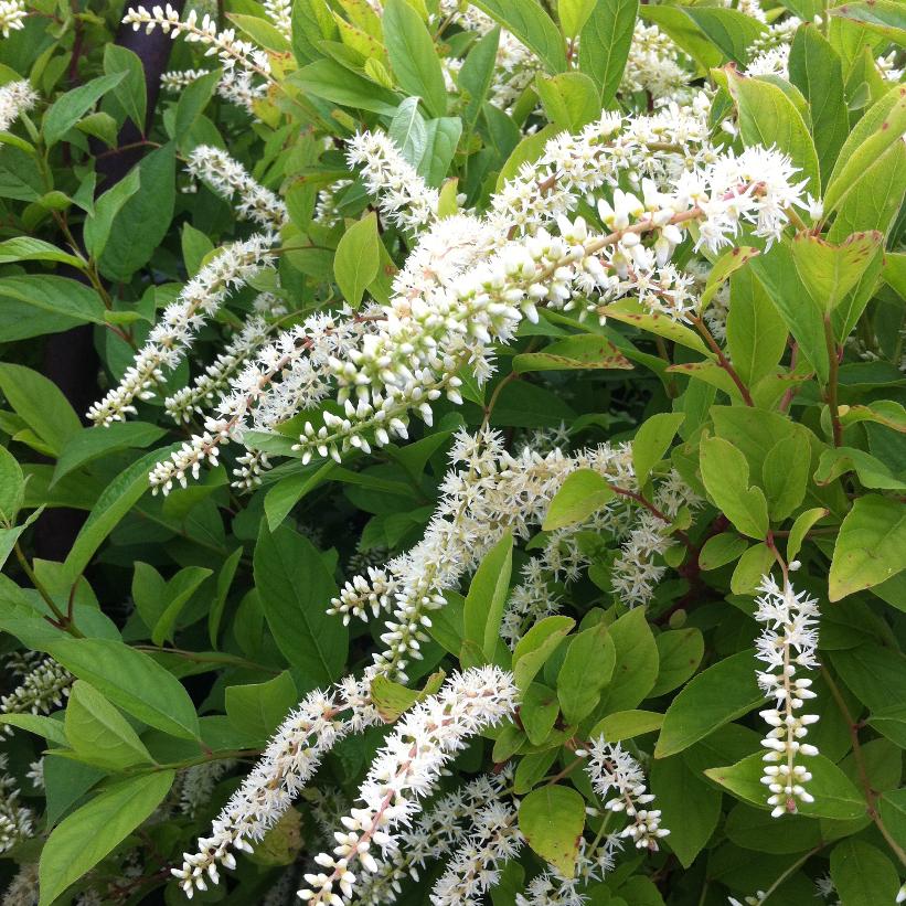 Itea virginica 'Henry's from NVK Nurseries