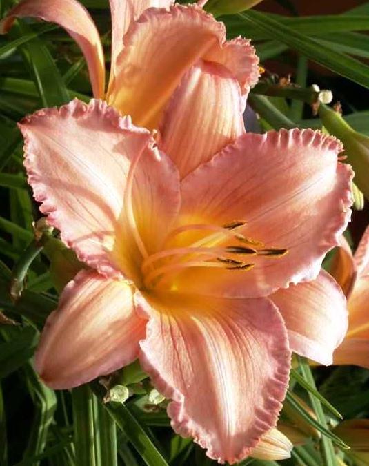 'Pink Ballerina' from NVK Nurseries