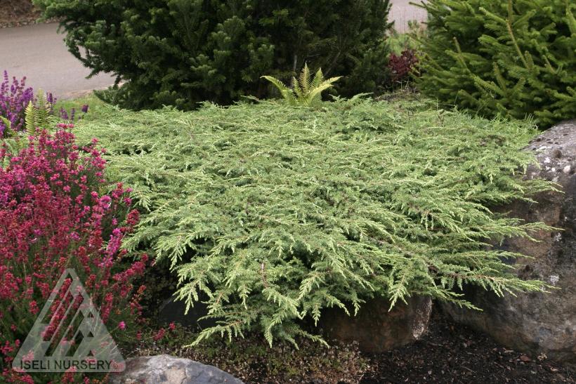 Juniperus communis 'Green Carpet' from NVK Nurseries