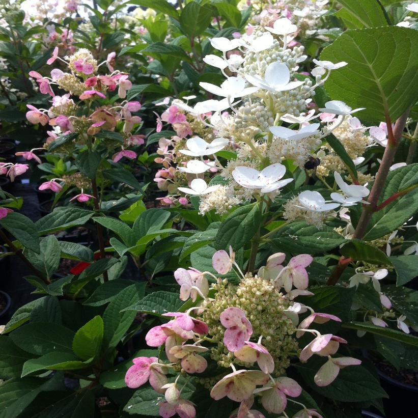 Hydrangea paniculata Quick Fire® ('Bulk') (PP16812, CPBR3398) from NVK
