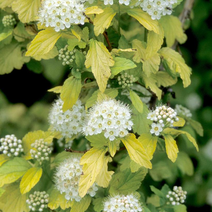 Physocarpus opulifolius 'Dart's Gold' from NVK Nurseries